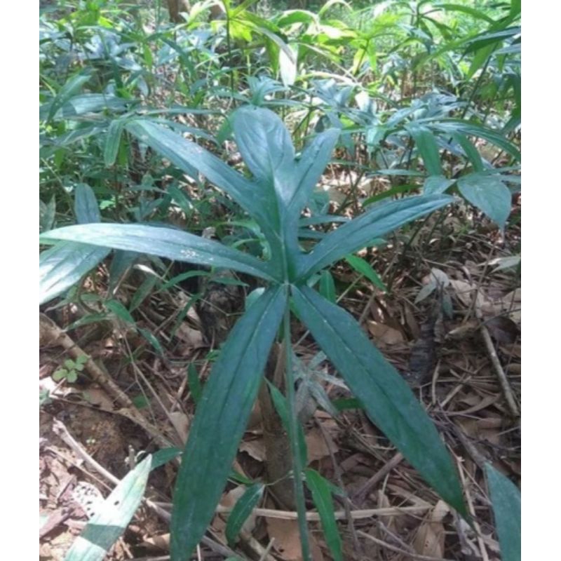 alokasia lungkin black jack