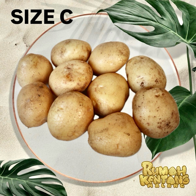 

KENTANG KUNING SIZE C
