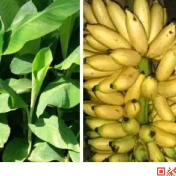 bibit pisang limpung /pisang lampung