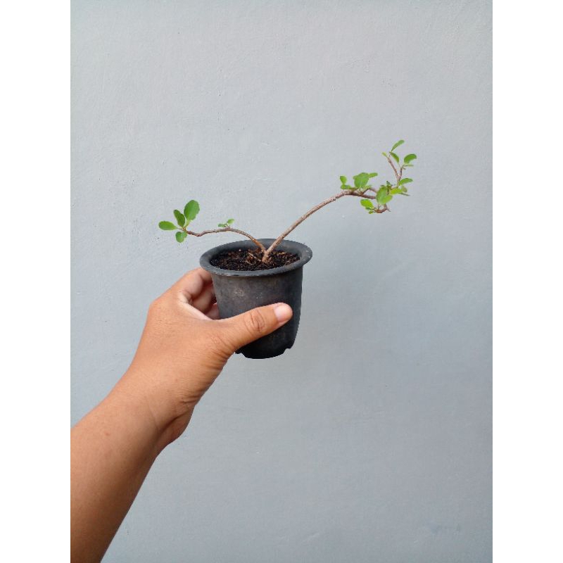 Euphorbia subpeltatophylla