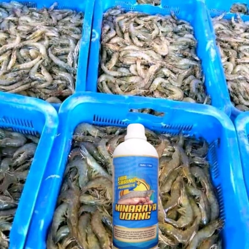 

MINARAYA UDANG
