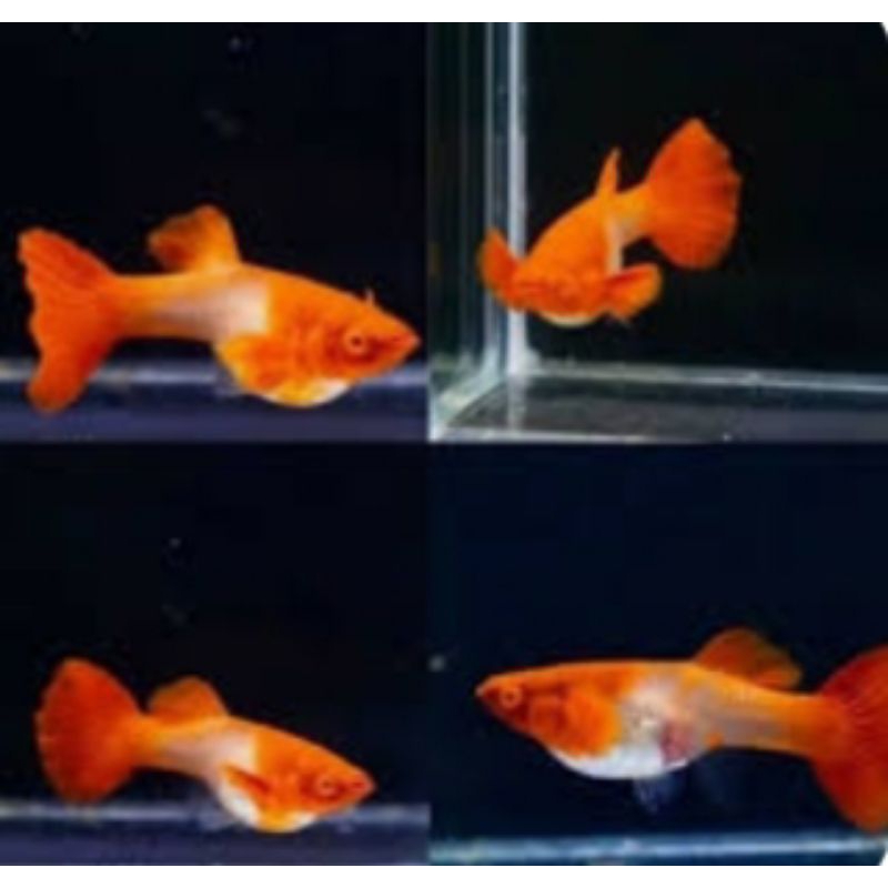 HIASAN ALKURIUM GUPPY BINO 1 pasang