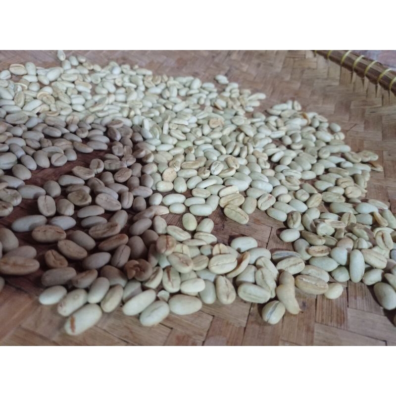 Benih Bibit Kopi Arabika Super Dan Benih Kopi Robusta