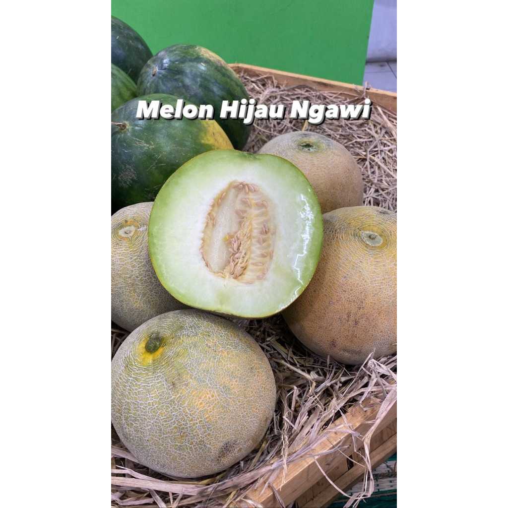 

Melon Hijau Ngawi