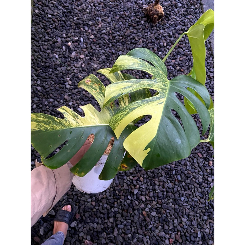 Monstera varigata Marmorata | monstera varigata kuning