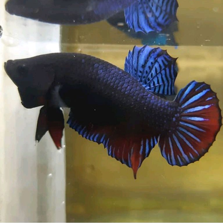 Ikan Cupang Aduan Fighter Import Ipoh Malaysia Original Rawatan Siap Tempur