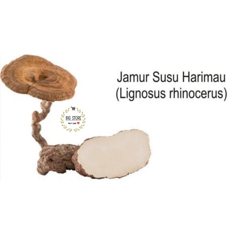 

CENDAWAN JAMUR SUSU HARIMAU / TIGER MILK MUSHROOM 100GR | 200GR