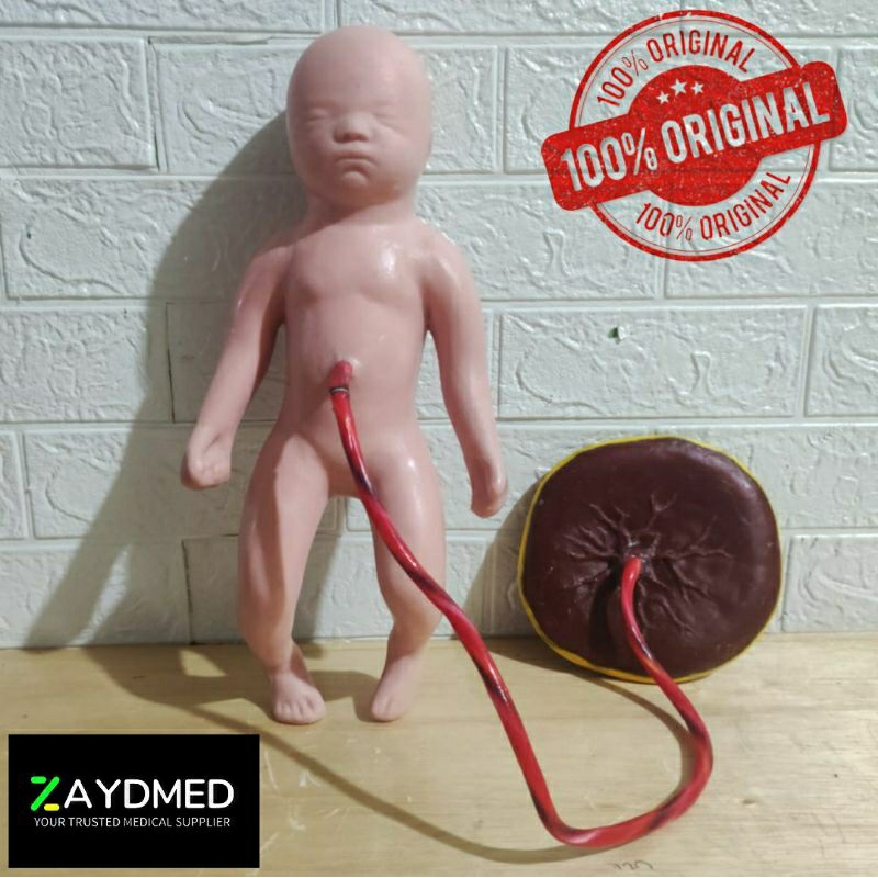 PHANTOM MANIKIN BAYI PLASENTA SILIKON/ MANEKIN BAYI PLASENTA