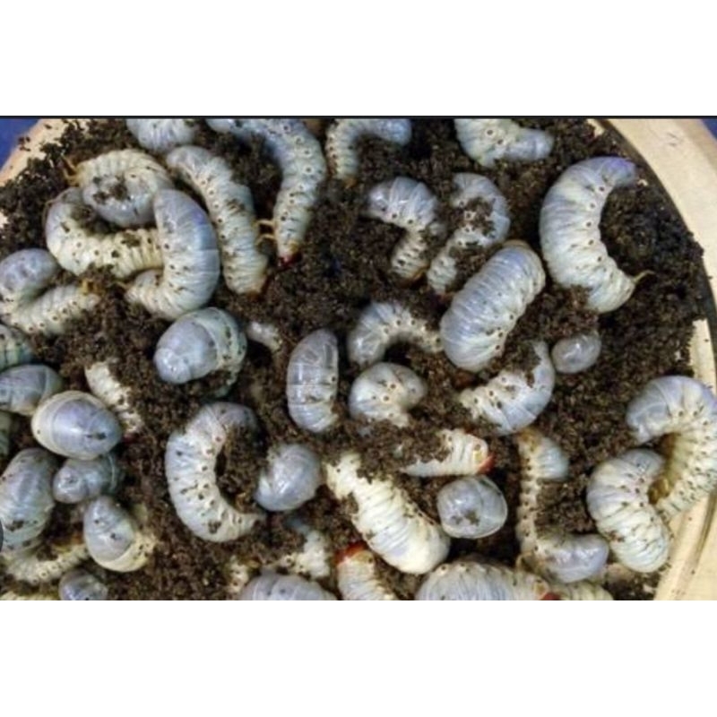 Ulat Larva kumbang tanduk jumbo / oryctes rhinoceros


