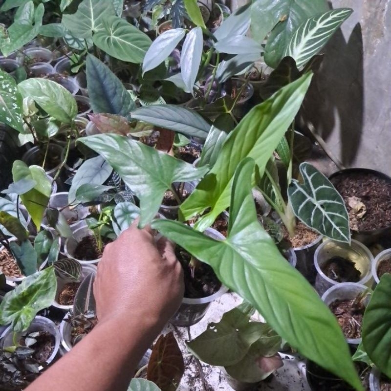 homa corong sp kalimantan