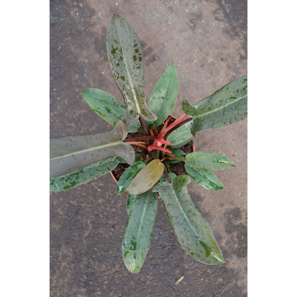 Tanaman hias Philodendron Florida Bronze( Black cardinal X Florida)  Ukuran Besar