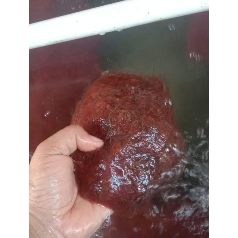 pakan ikan cacing sutra hidup perbungkus