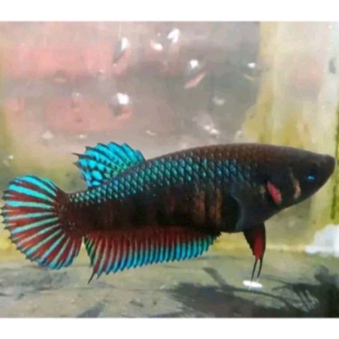 Cupang Aduan Fighter Betina Import Silangan MDS Medan Super Top Grade