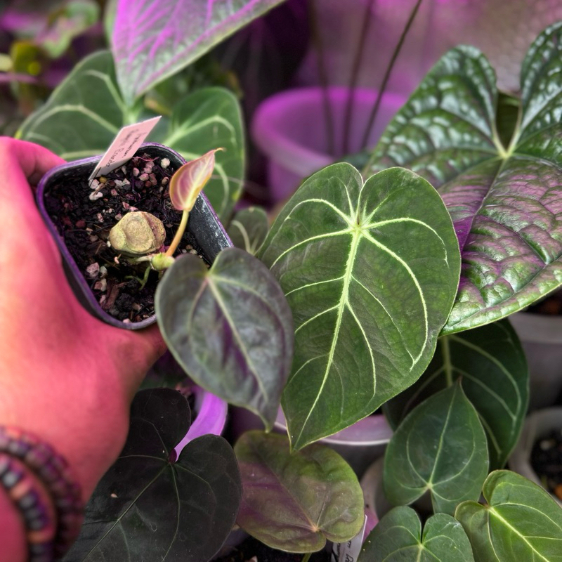 Anthurium Regale Ecuador