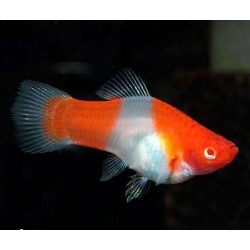 Platy Santa Platy Kohaku Ukuran M Isi 30E