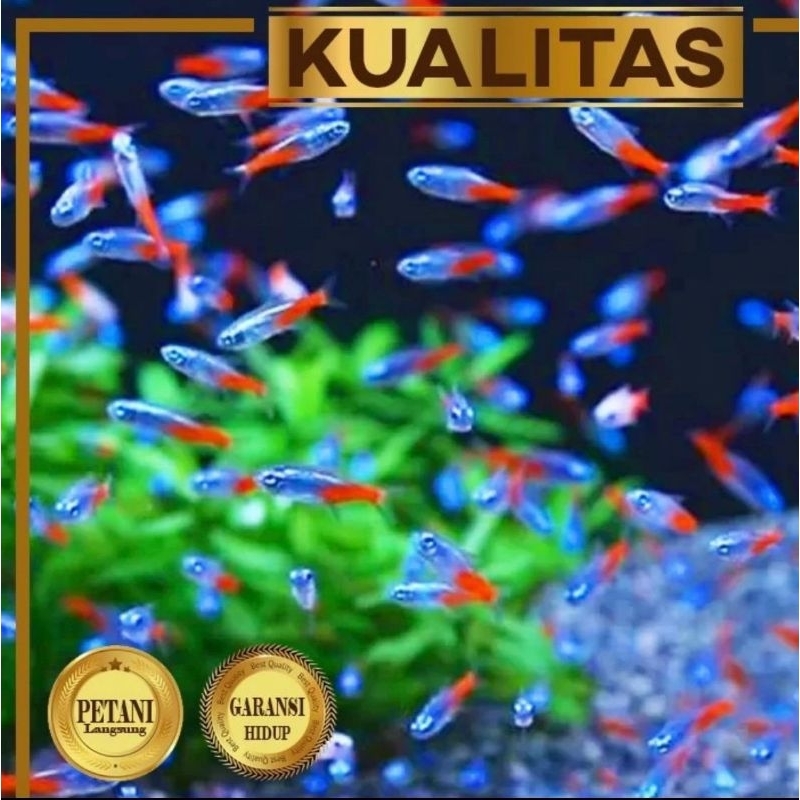 Paket Koloni (isi 10) Neon Tetra Ikan Hias Aquascape Hiasan Dekorasi Aquarium Tanaman Air Tawar