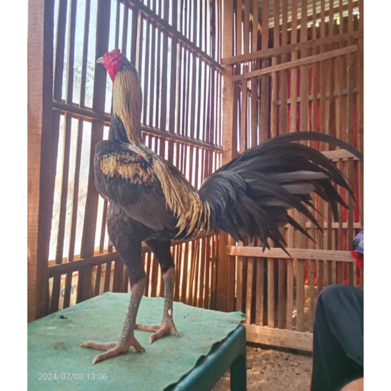 Koyngon maskot kandang pukul bom