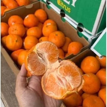 

Jeruk Murcot Australia [ 1kg ]