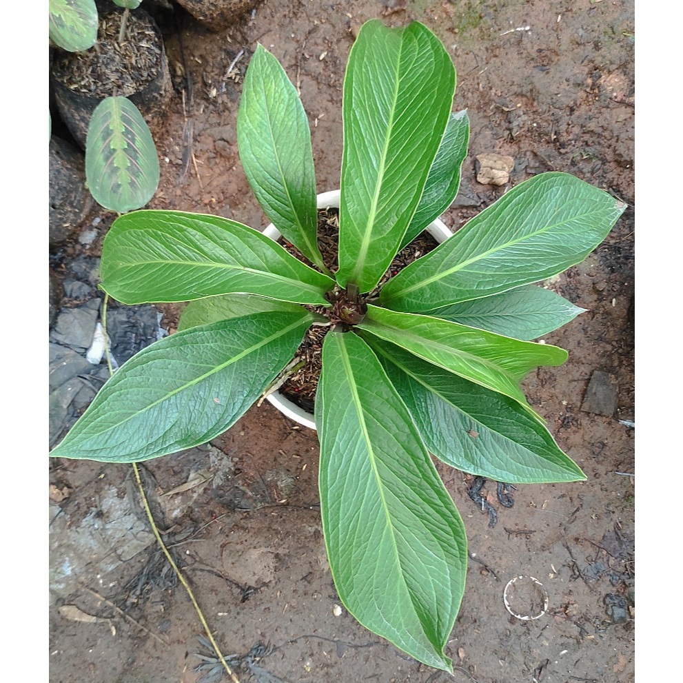 Anthurium Jemani Tanduk 45 / Anthurium Tanduk 45 - Tanaman Hias Anthurium Jemani Tanduk Dari Trah Va