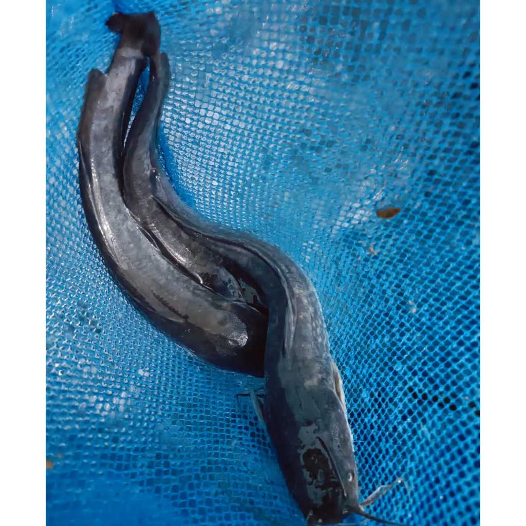 

Ikan lele kirim fresh dibersihkan