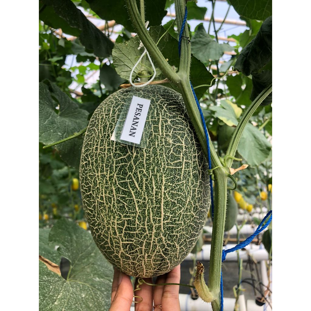 

Melon Sweet Hami Melon Hydroponic Buah Melon Segar