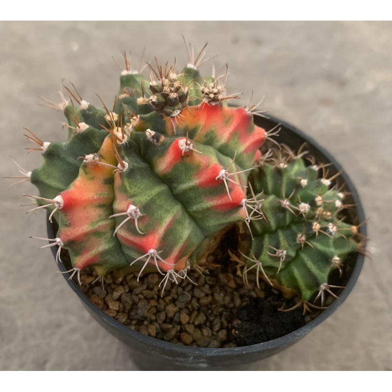 Kaktus Gymno Miha Varigata Anak 1