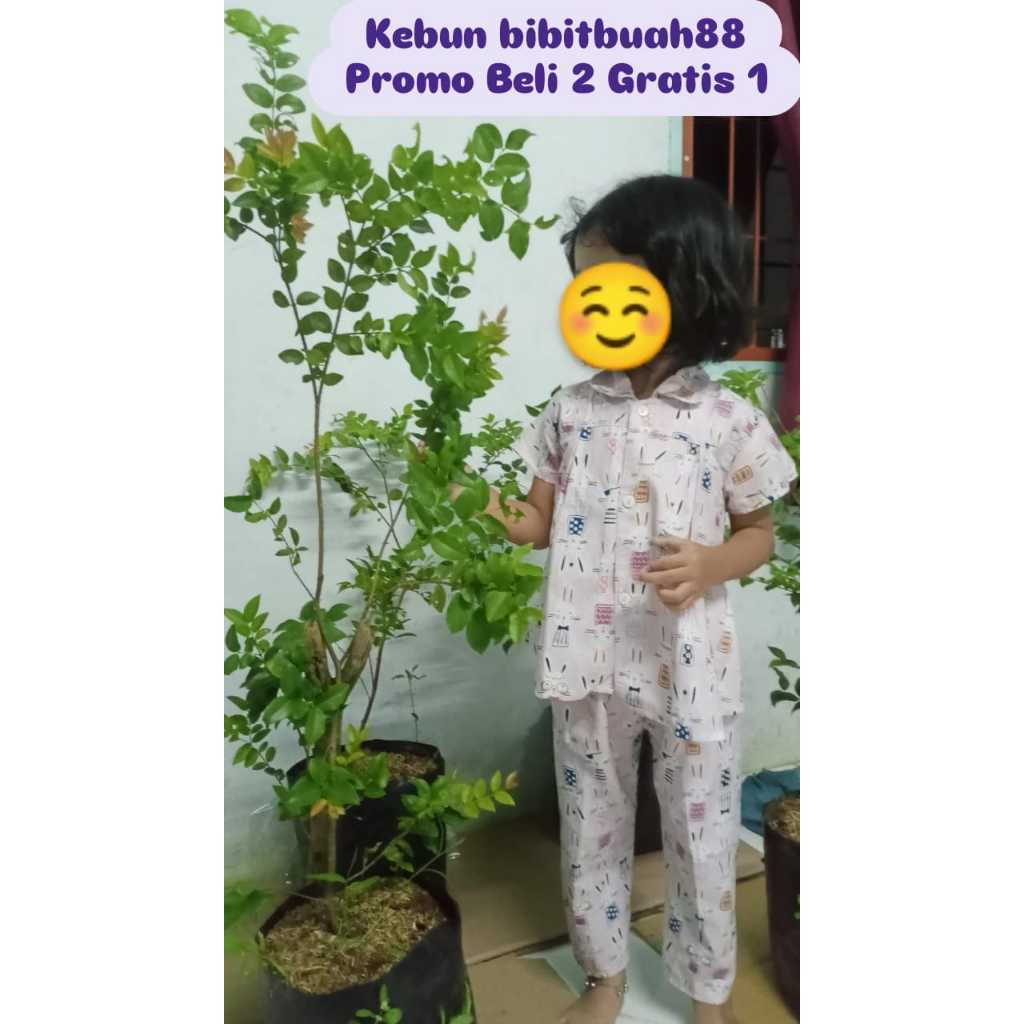 Pohon anggur Brazil | Pohon besar | Dewasa (indukan) Cepat berbuah