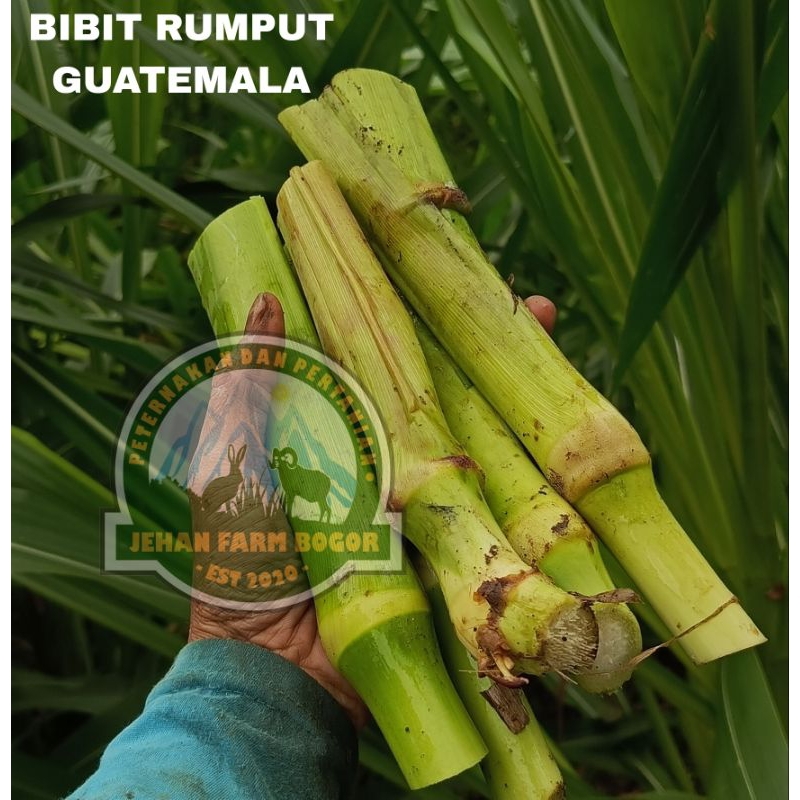 Bibit rumput Guatemala 1 kg pakan ternak bibit Guatemala super