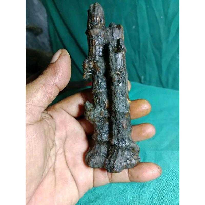 Mustika fossill bambu petuk joyokoyo