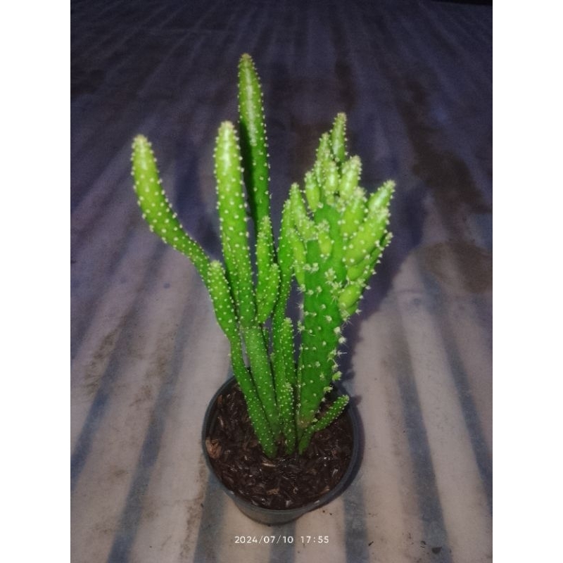 opuntia tuna monstrousa atau cactus cemara