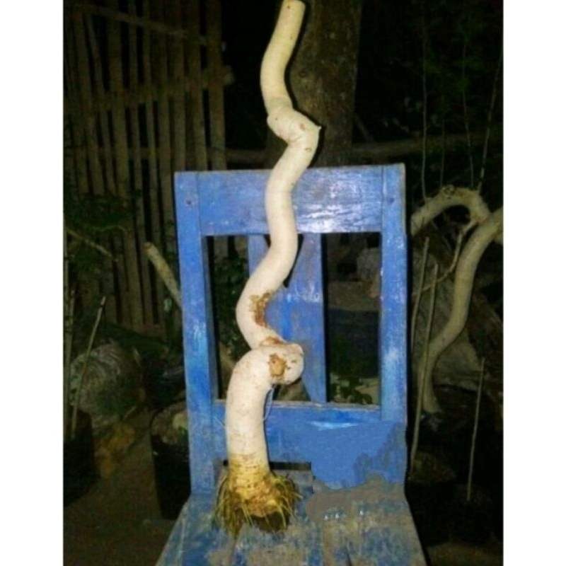 AKAR BONSAI SERUT PROSPEK MEDIUM 35k