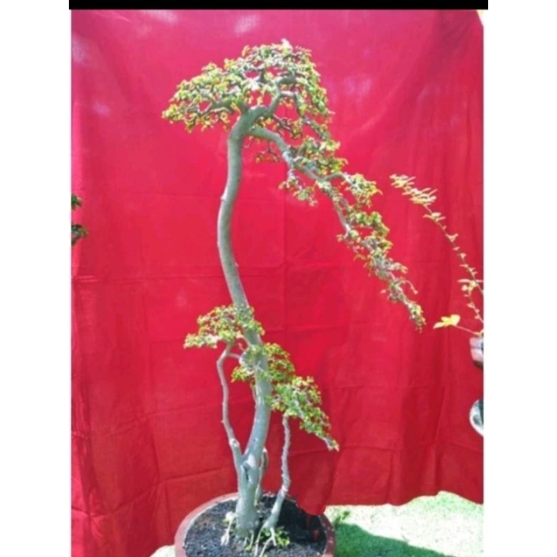 BONSAI SUDAH JADI.SERUT GRUPING DAN BUNJIN ,BARANG DAN FOTO REAL PICT