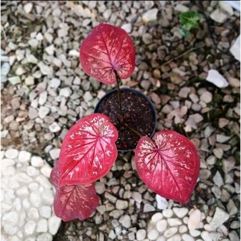 Tanaman Hias Caladium New Hybrid-Keladi Cantik Murah Thai Series