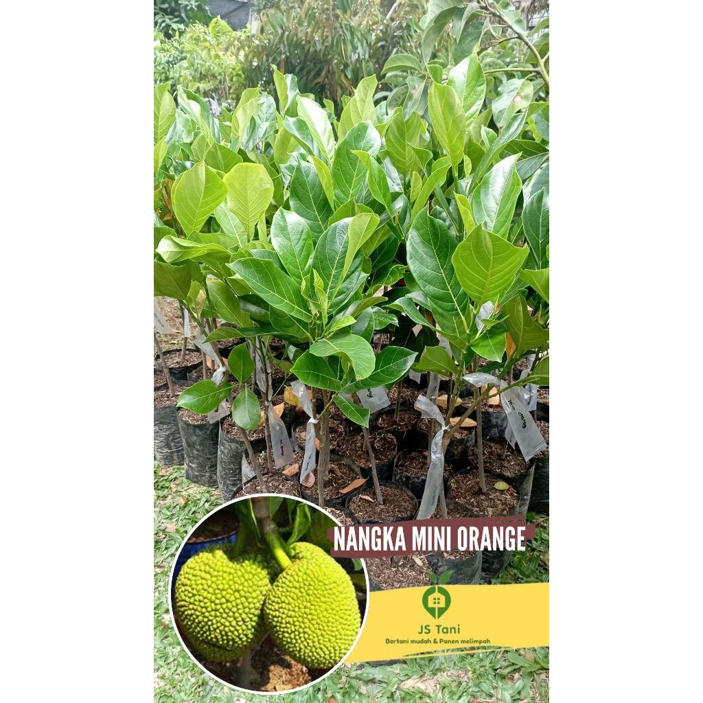Tanaman Buah nangka Mini / Bibit Buah Nangka Mini / Bibit Nangka Mini / Tanaman Nangka Mini Orange  