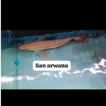 arowana super red itl spesial SR I THIAU LUNG
