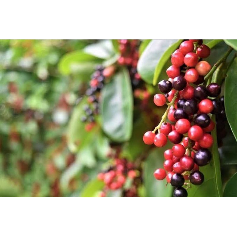 

buah buni,buah huni 500gram