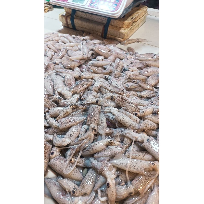 

Cumi Sotong Segar Lauk Pontianak
