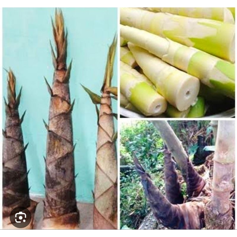 

Rebung Bambu Ampel Kupas 500 Gram Segar Fresh Premium Sayur Termurah