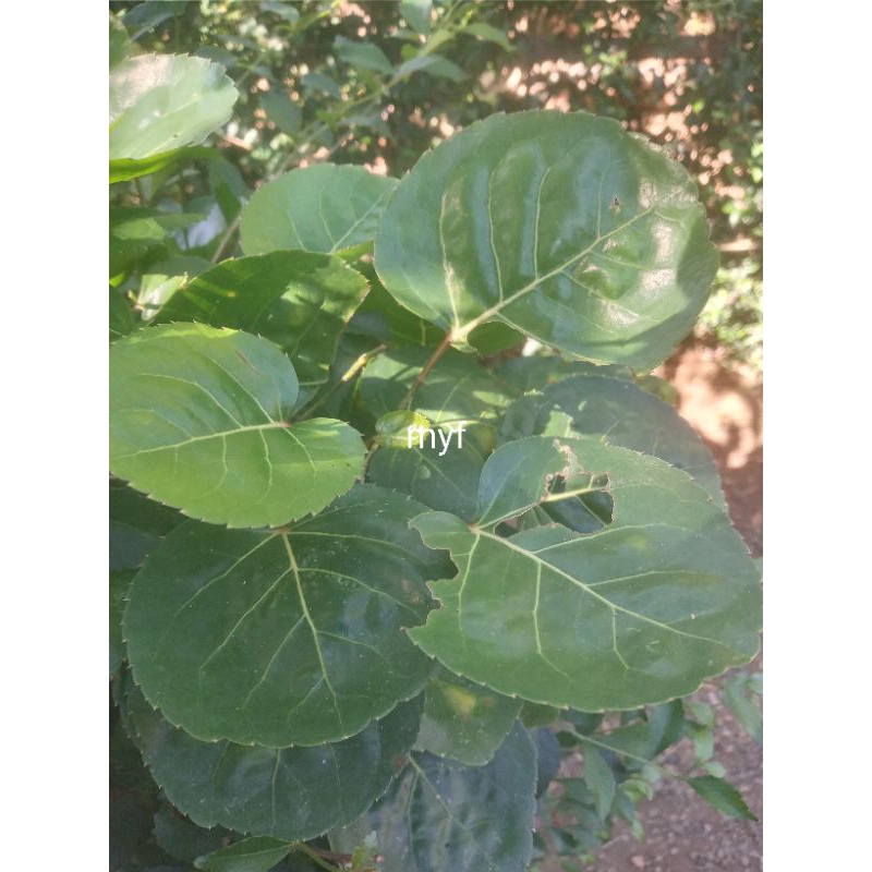 

DAUN MANGKOKAN SEGAR PERLEMBAR