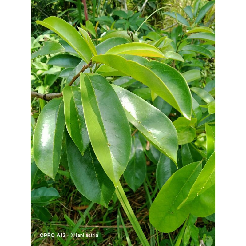 

daun sirsak segar 500gram obat herbal organik