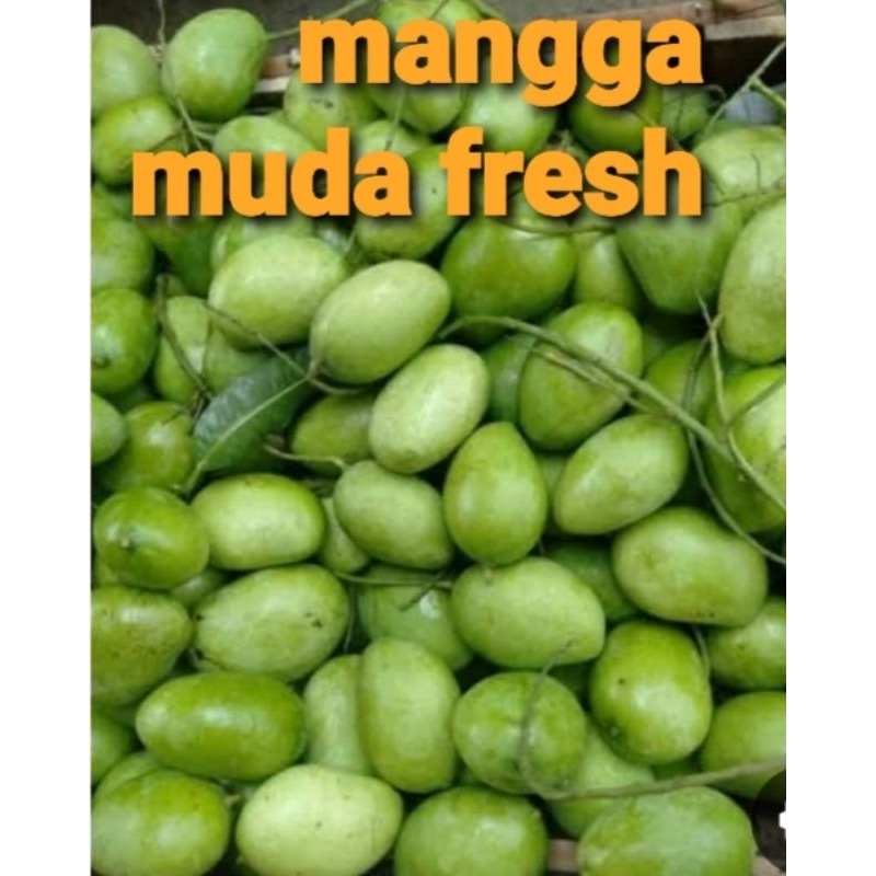 

mangga rujak fresh 500 gram