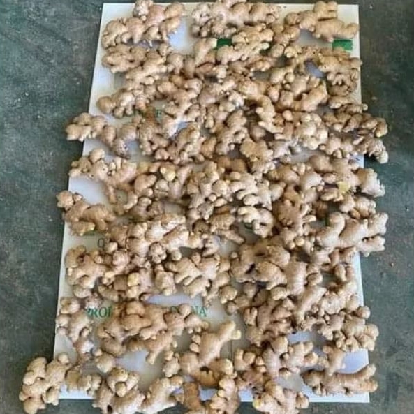 

Jahe emprit lokal jawa timur fresh