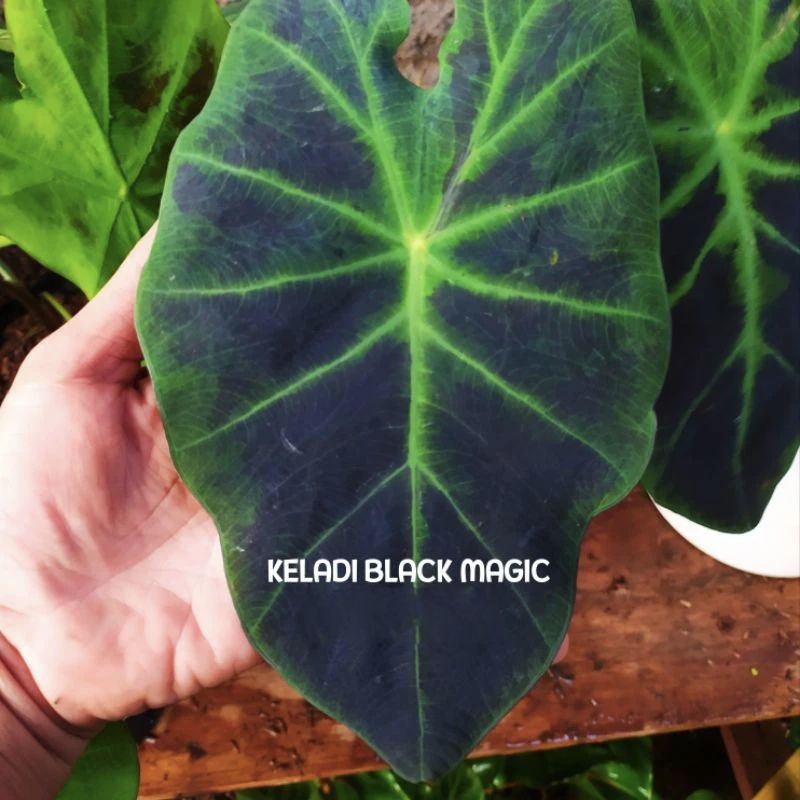 TANAMAN HIAS KELADI BLACK MAGIC//KELADI HITAM