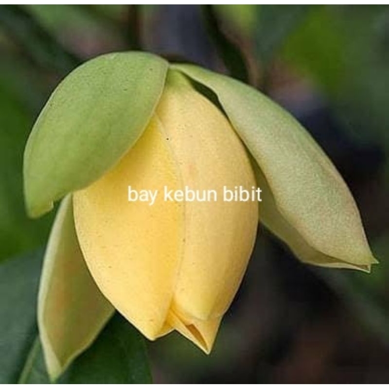 tanaman cempaka telur/ cempaka gondok / cempaka kuning