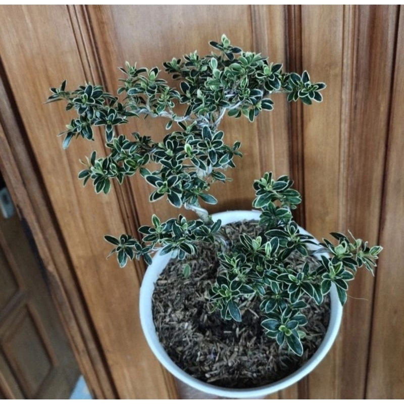 Bonsai Mirten Melati Jepang L