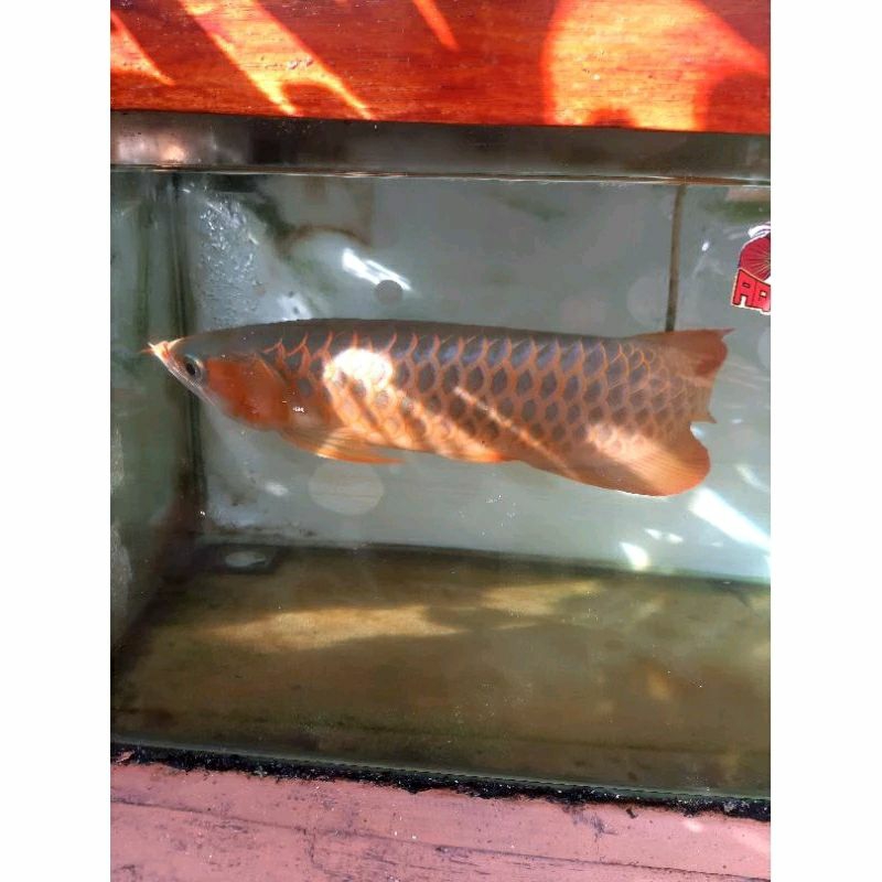 ARWANA SUPER RED 40 CM 100% GENETIK BAGUS