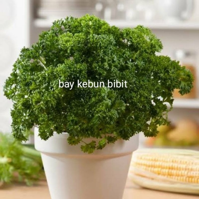 tanaman peterseli / parsley / bahan penyedap peterseli