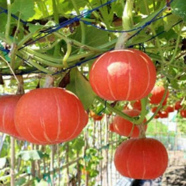 Bibit benih labu kabocha jepang
