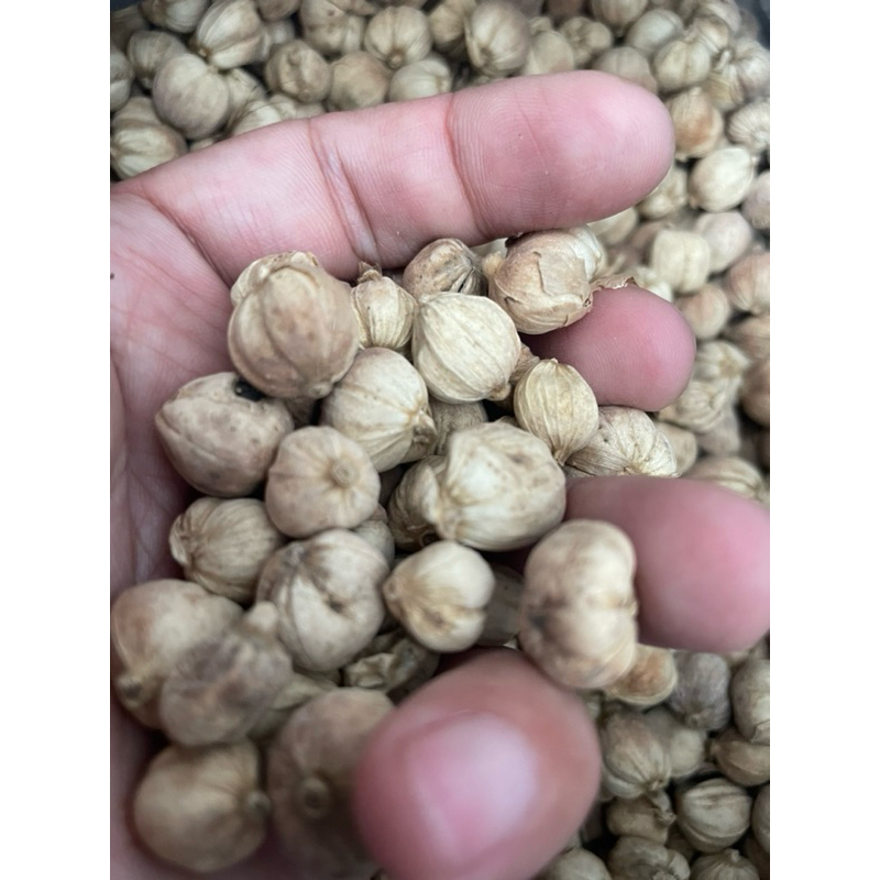 

kapol kapolaga rempah kering pilihan