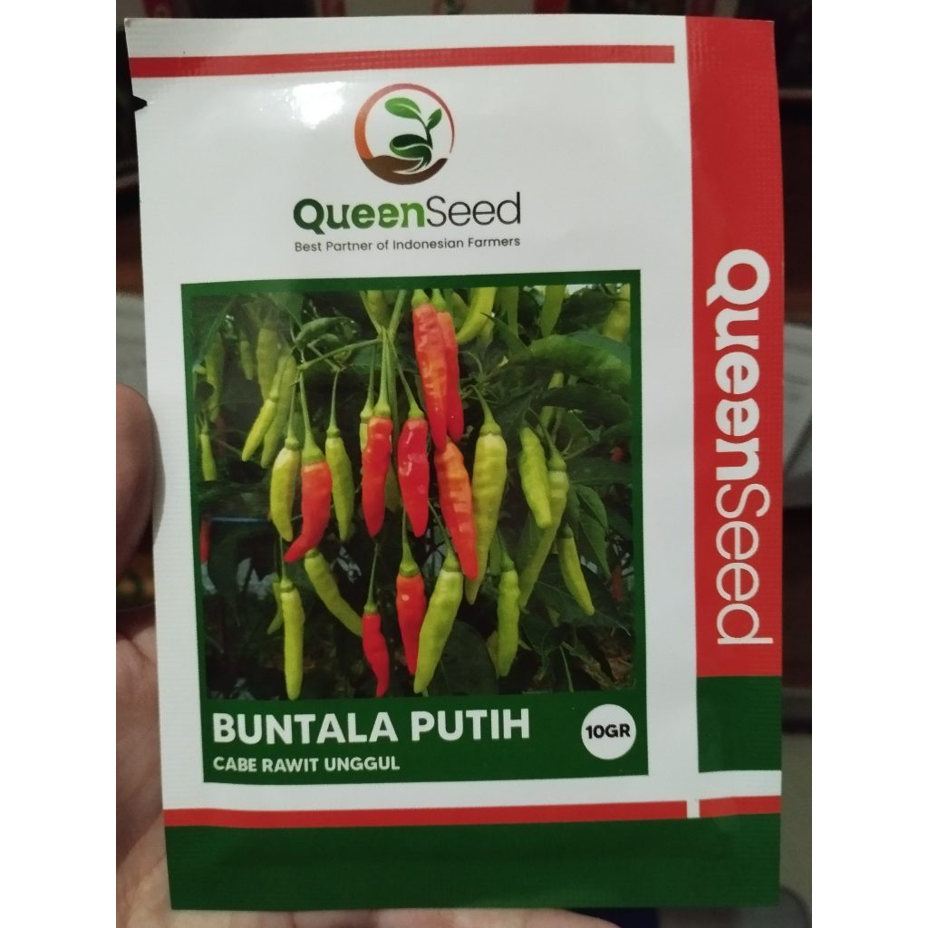 Benih Cabai Rawit Unggul Buntala Putih